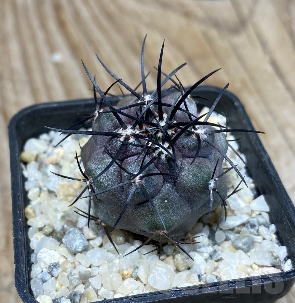 SHPR13248 Copiapoa griseoviolacea - 画像 (3)