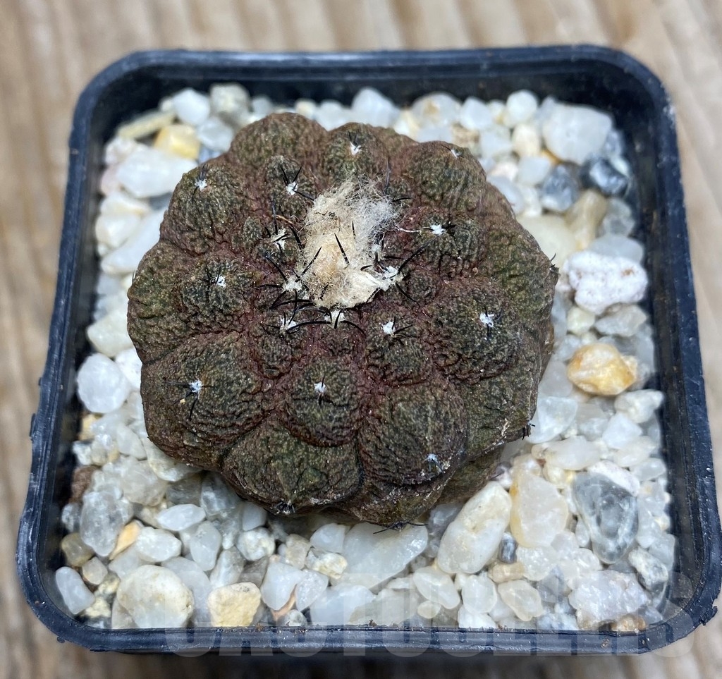 SHPR13249 Copiapoa hypogaea 'Lizard Skin' - Image 2