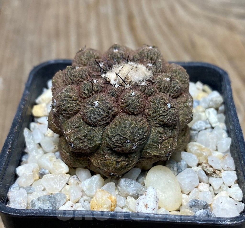 SHPR13249 Copiapoa hypogaea 'Lizard Skin'