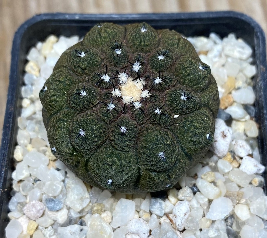 SHPR13251 Copiapoa hypogaea 'Lizard Skin' - Image 2