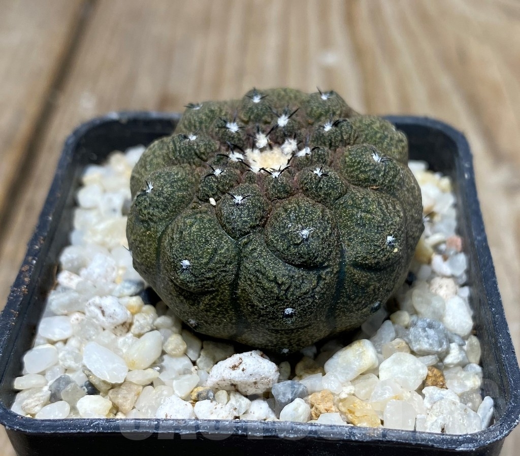 SHPR13251 Copiapoa hypogaea 'Lizard Skin'