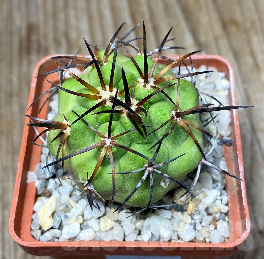 SHPR13253 Copiapoa fiedleriana -Huasco- LL300