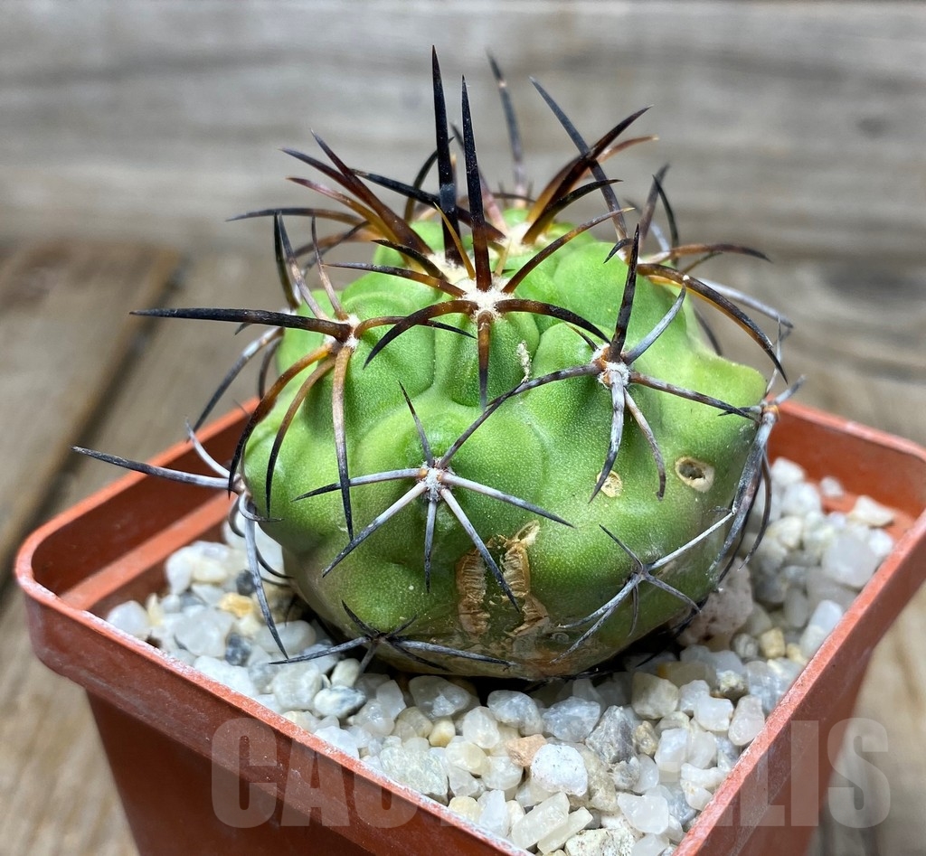 SHPR13253 Copiapoa fiedleriana -Huasco- LL300 - Image 2