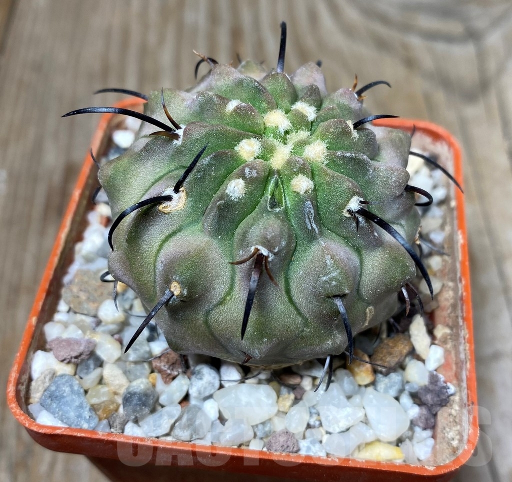 SHPR13196 Copiapoa carrizalensis LL429