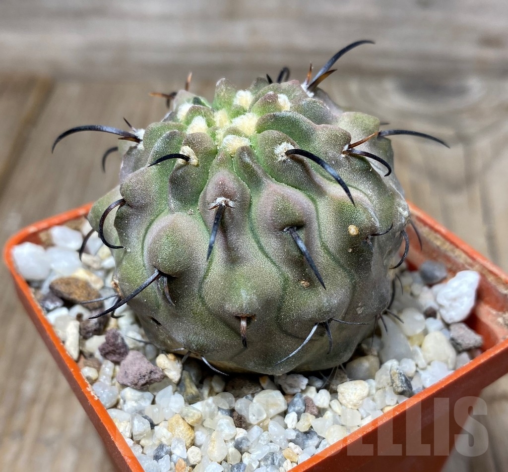 SHPR13196 Copiapoa carrizalensis LL429 - Image 2