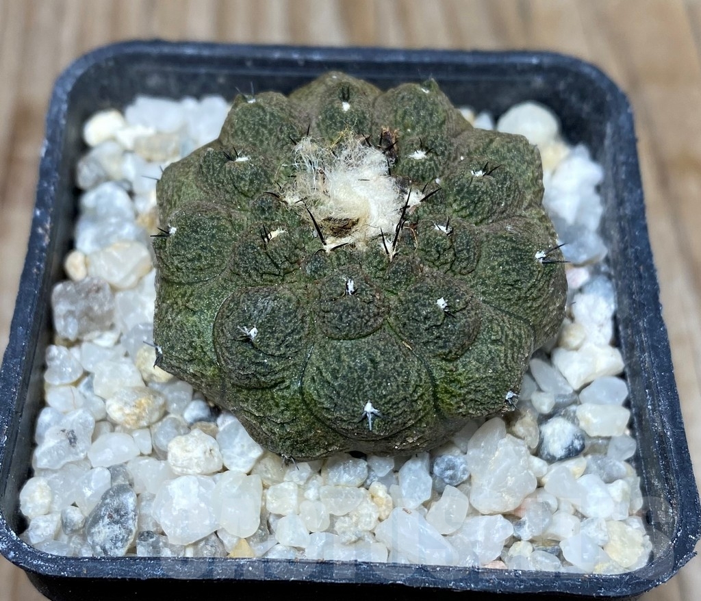 SHPR13250 Copiapoa hypogaea 'Lizard Skin'
