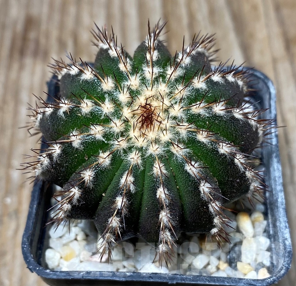 SHPR13257 Uebelmannia pectinifera own roots - Image 2