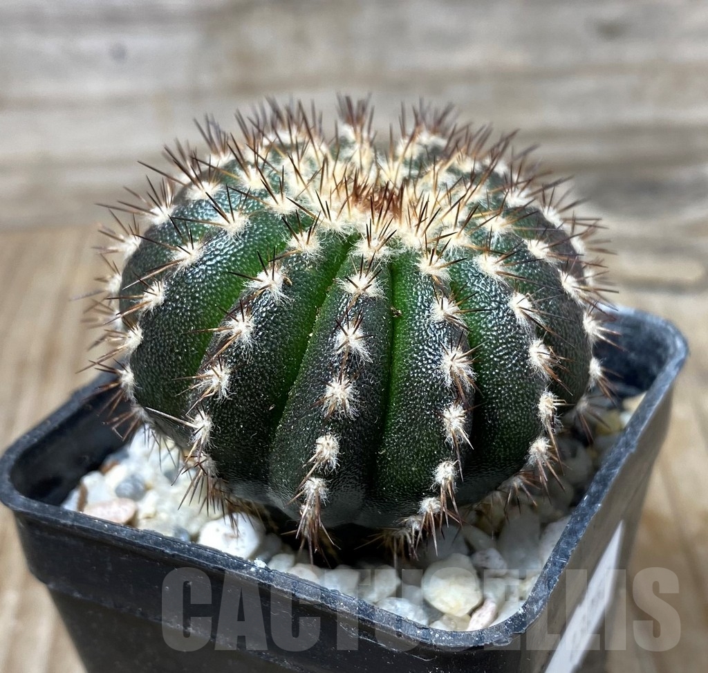 SHPR13257 Uebelmannia pectinifera own roots