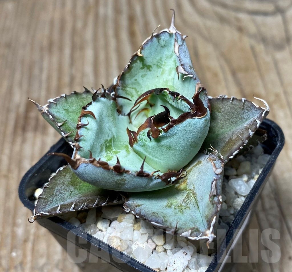 SHPR13255 Agave titanota 'Black and Blue'