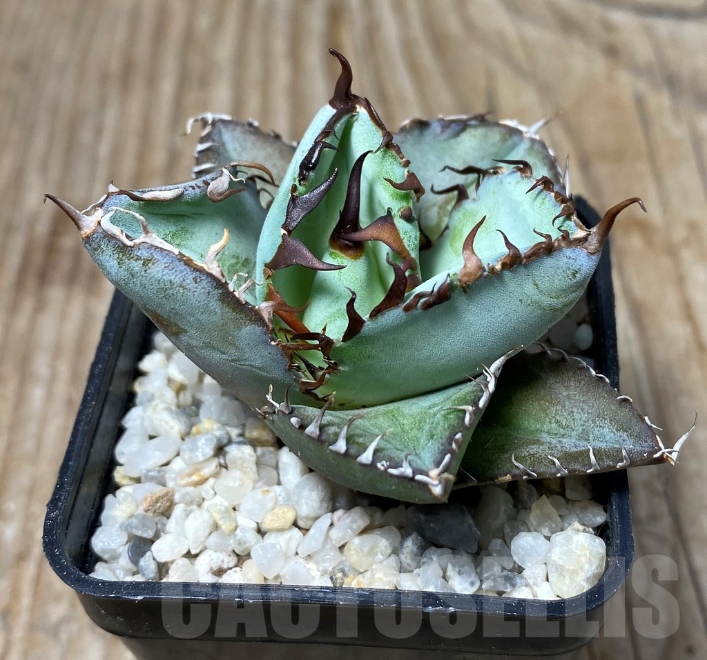 SHPR13255 Agave titanota 'Black and Blue' - Obrázek 2