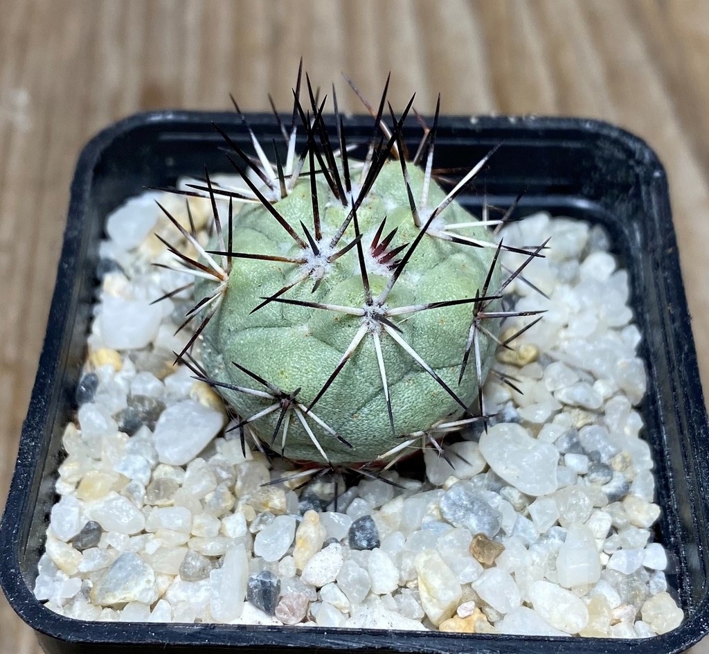 SHPR13264 Ortegocactus macdougallii own roots - Зображення 2