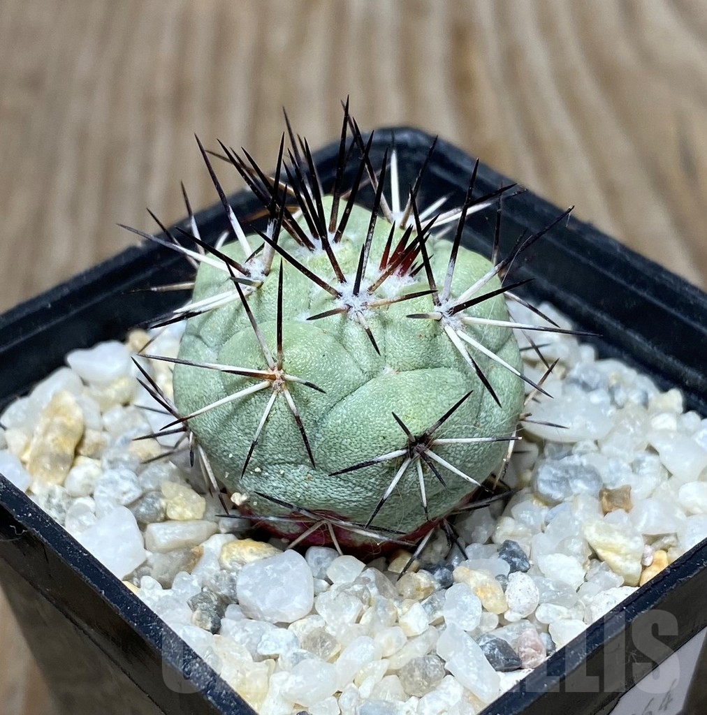 SHPR13264 Ortegocactus macdougallii own roots