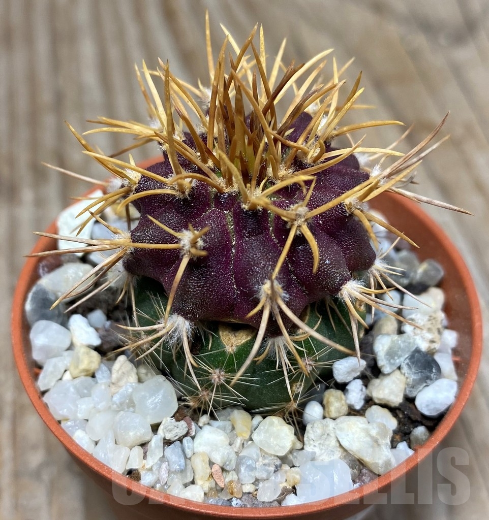 SHPR13265 Uebelmannia buiningii HU 141a , grafted