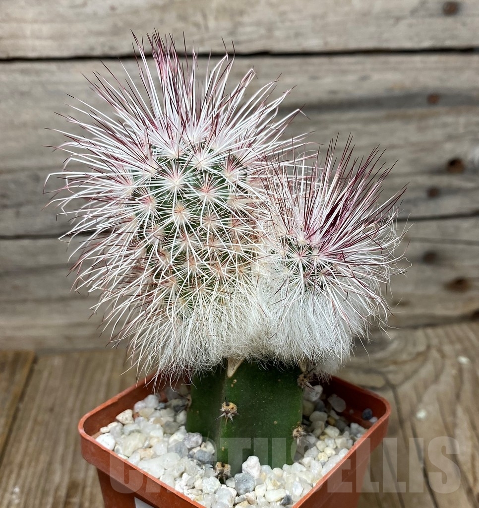 SHPR13266 Echinocereus viridiflorus v. canus , grafted - Image 2