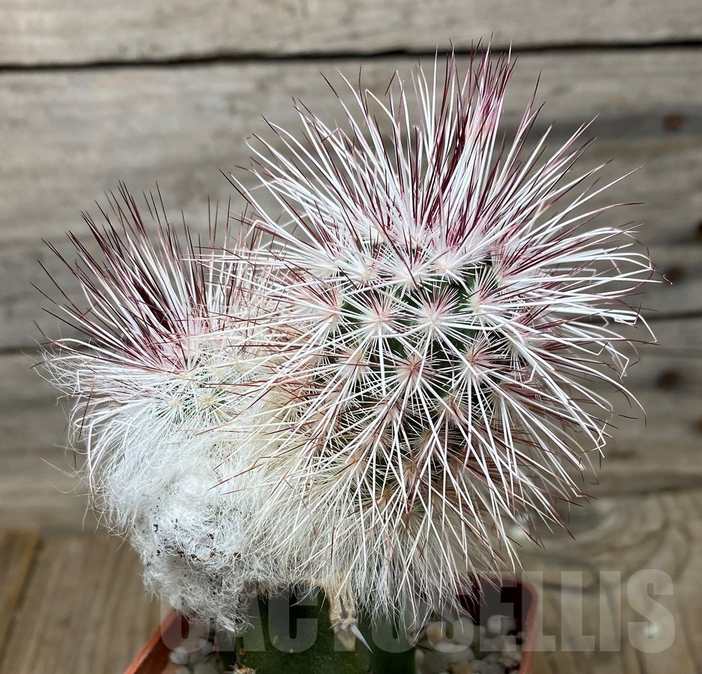 SHPR13266 Echinocereus viridiflorus v. canus , grafted