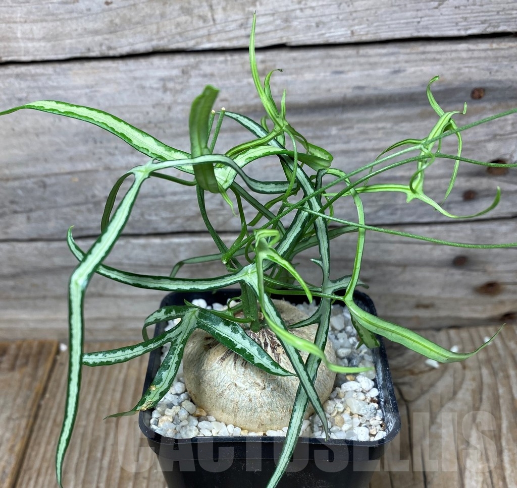 SHPR13272 Adenia kirkii