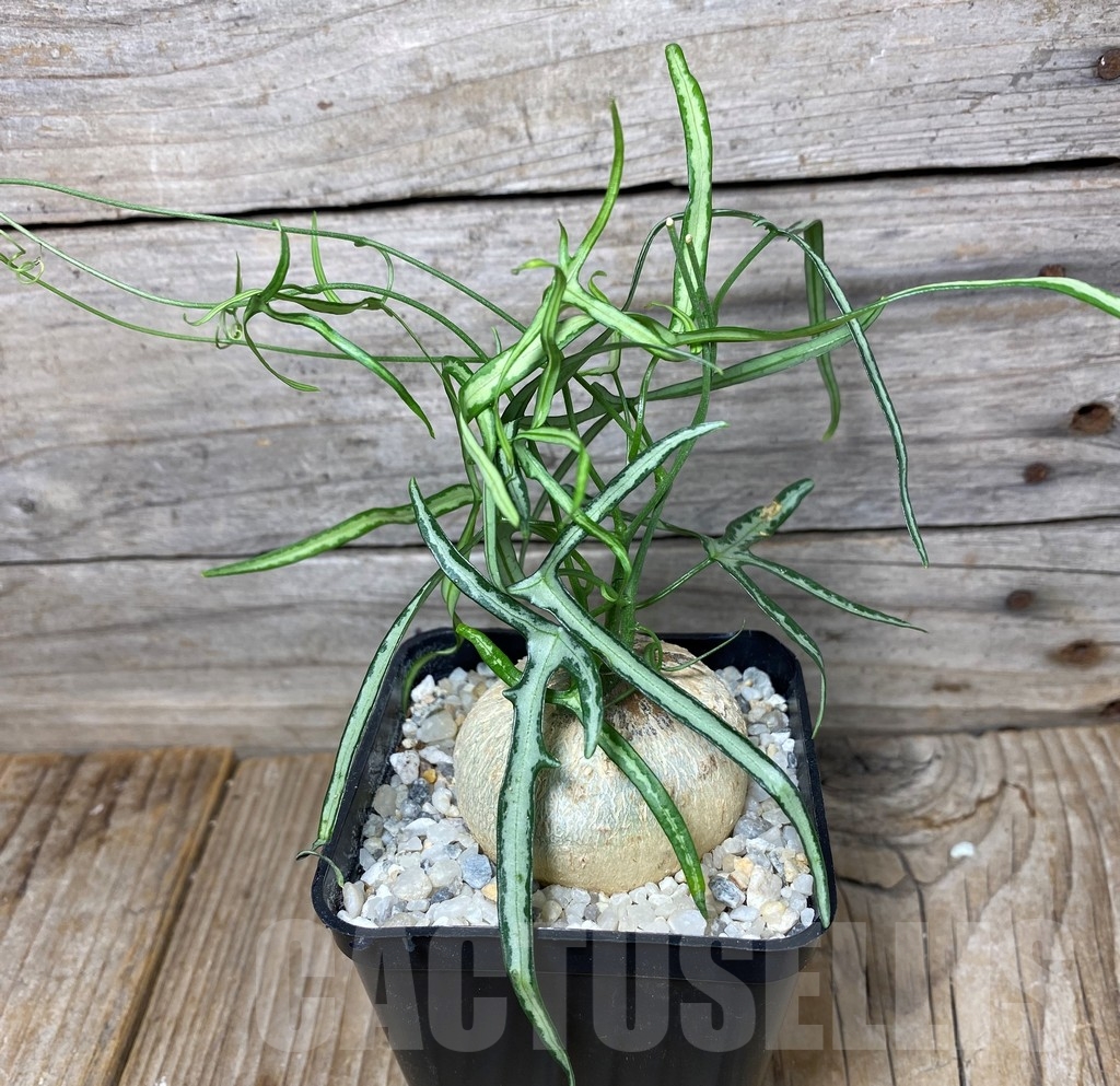 SHPR13272 Adenia kirkii - 画像 (2)