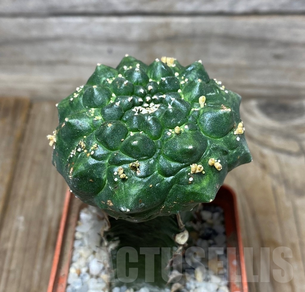 SHPR13273 Euphorbia gymnocalycioides , grafted