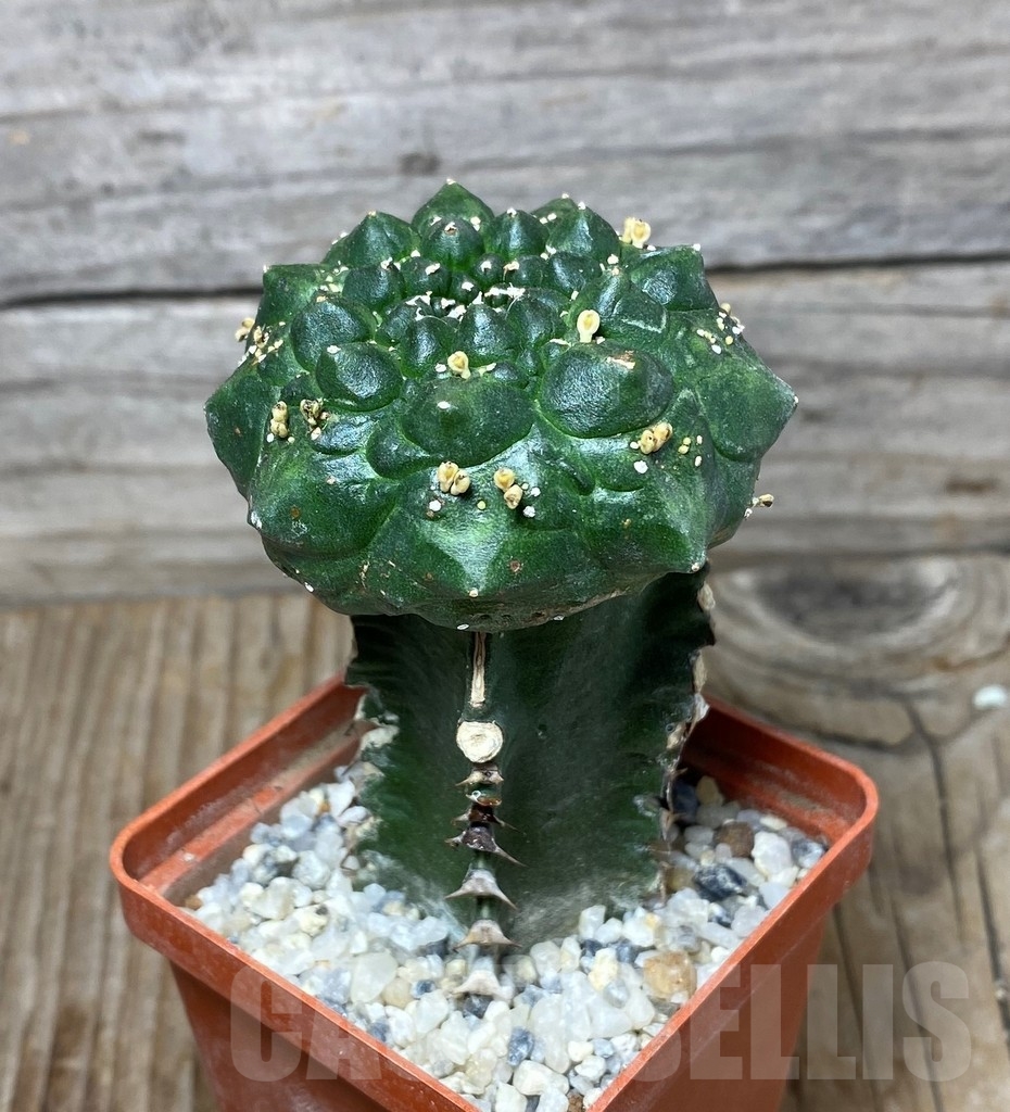SHPR13273 Euphorbia gymnocalycioides , grafted - Obrázek 2