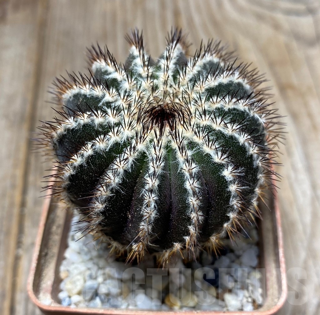 SHPR13276 Uebelmannia pectinifera , grafted