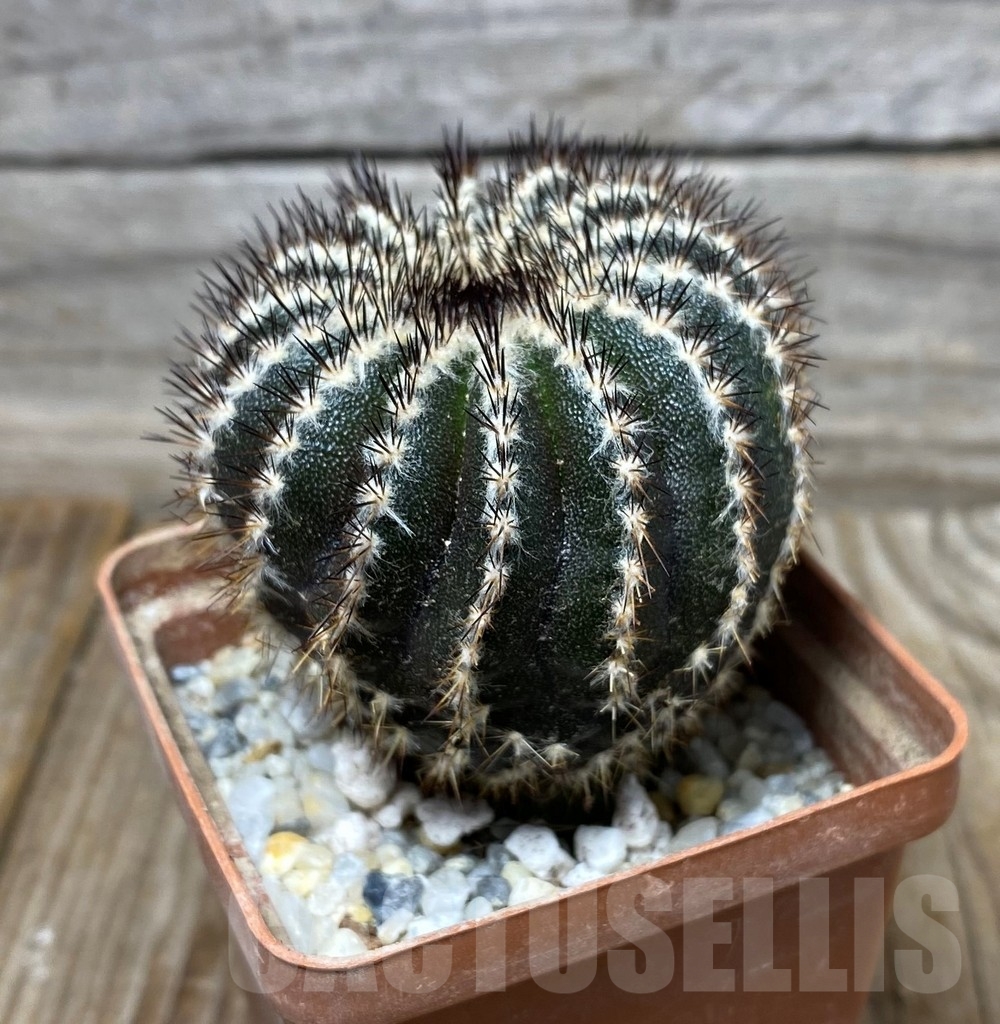 SHPR13276 Uebelmannia pectinifera , grafted - Image 2