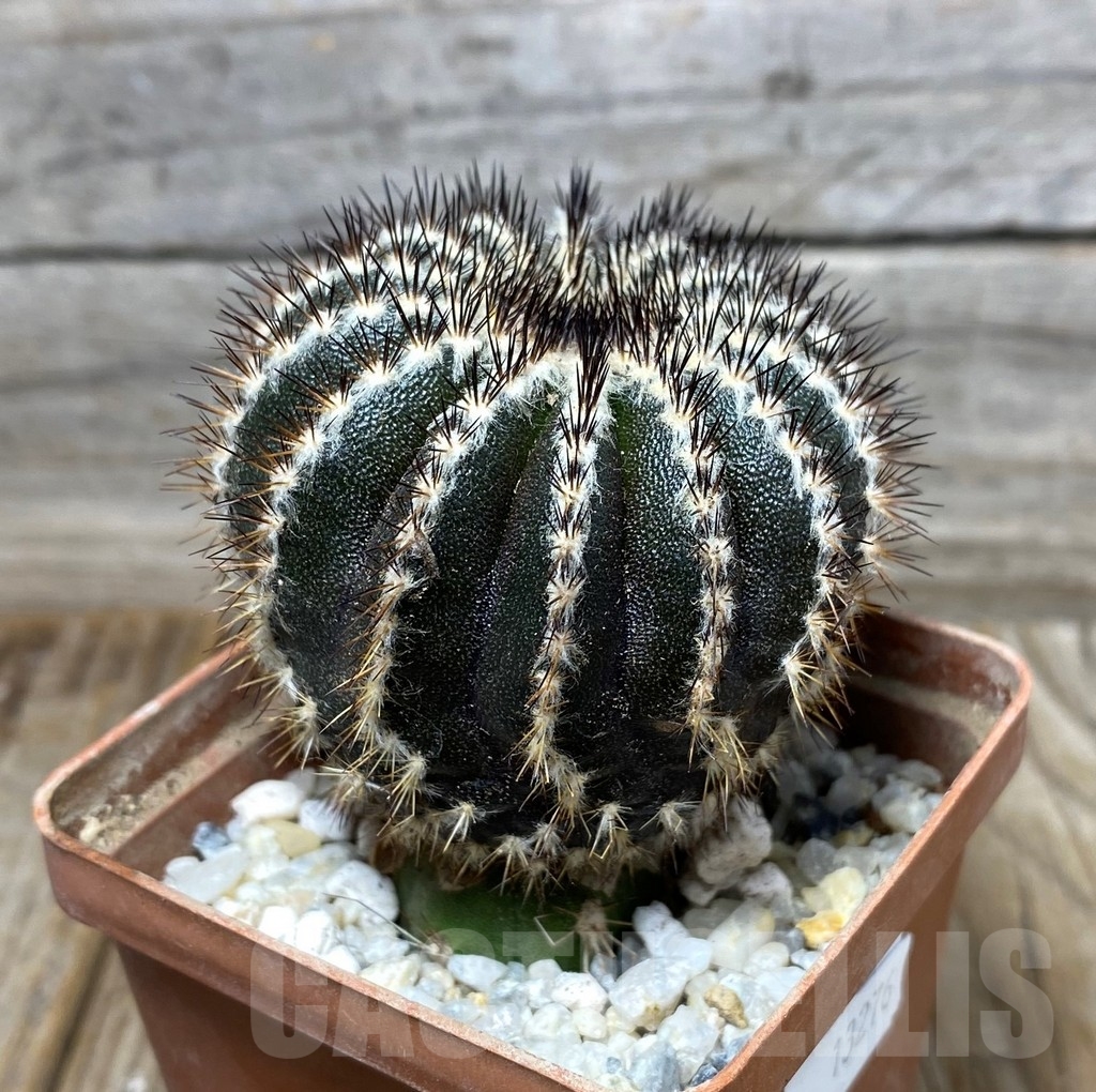 SHPR13276 Uebelmannia pectinifera , grafted - Image 3