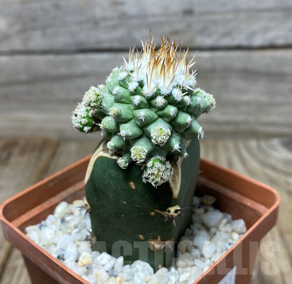 SHPR13281 Strombocactus disciformus 'MONSTROSE' , grafted - Image 2