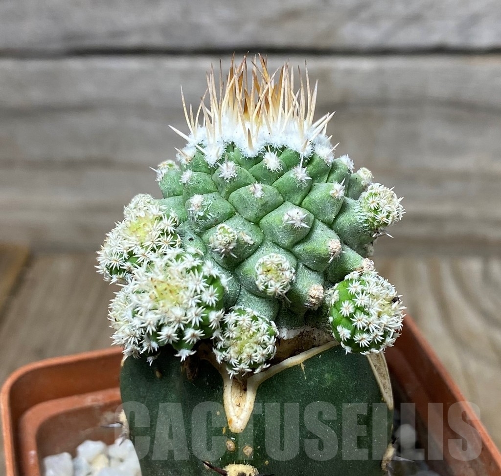 SHPR13281 Strombocactus disciformus 'MONSTROSE' , grafted