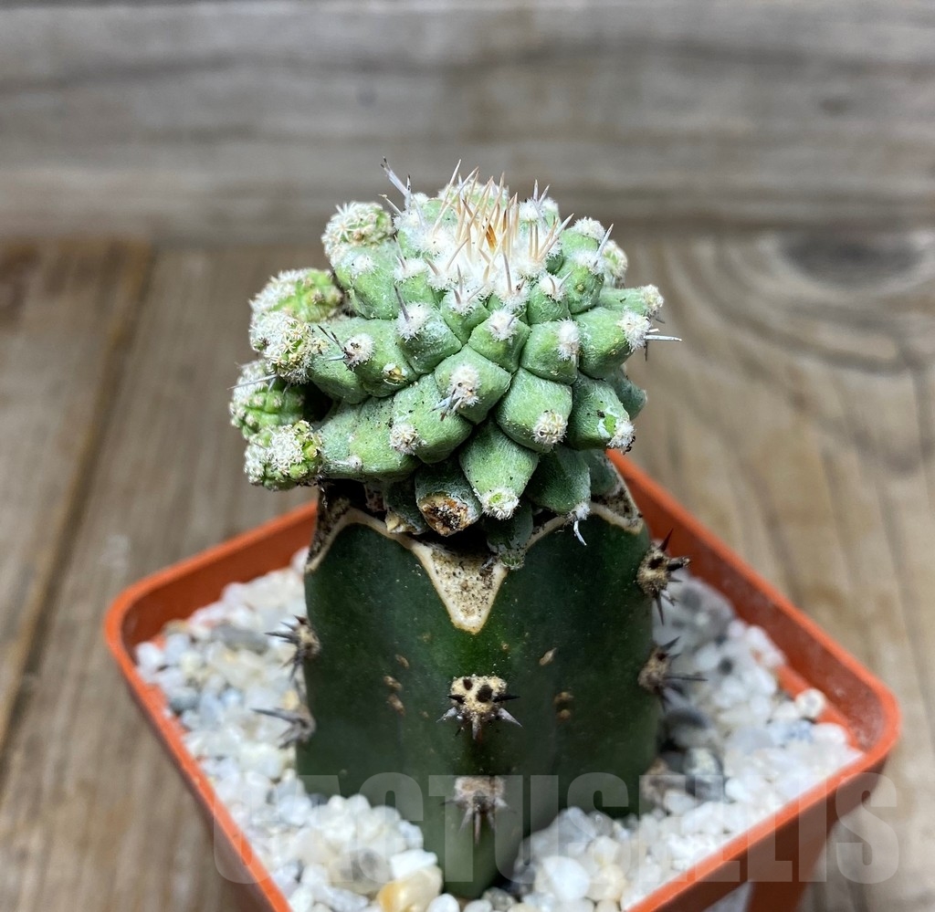 SHPR13282 Strombocactus disciformus 'MONSTROSE' , grafted - Image 2