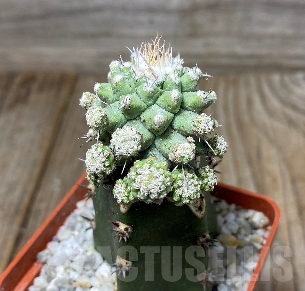 SHPR13282 Strombocactus disciformus 'MONSTROSE' , grafted