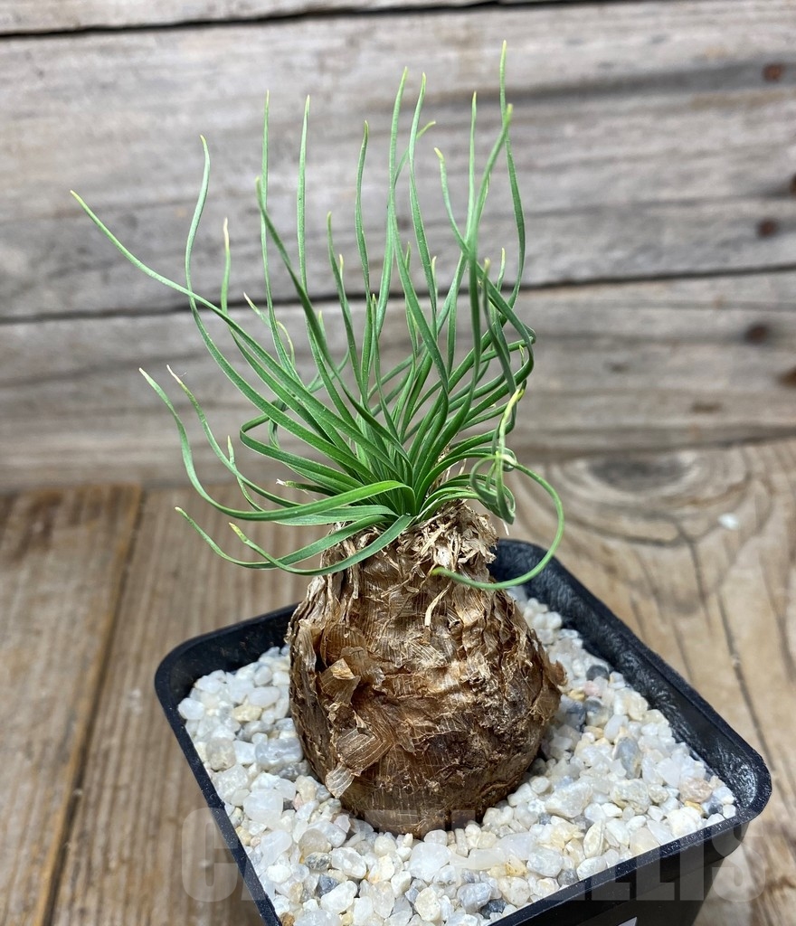 SHPR13283 Ledebouria leptophylla