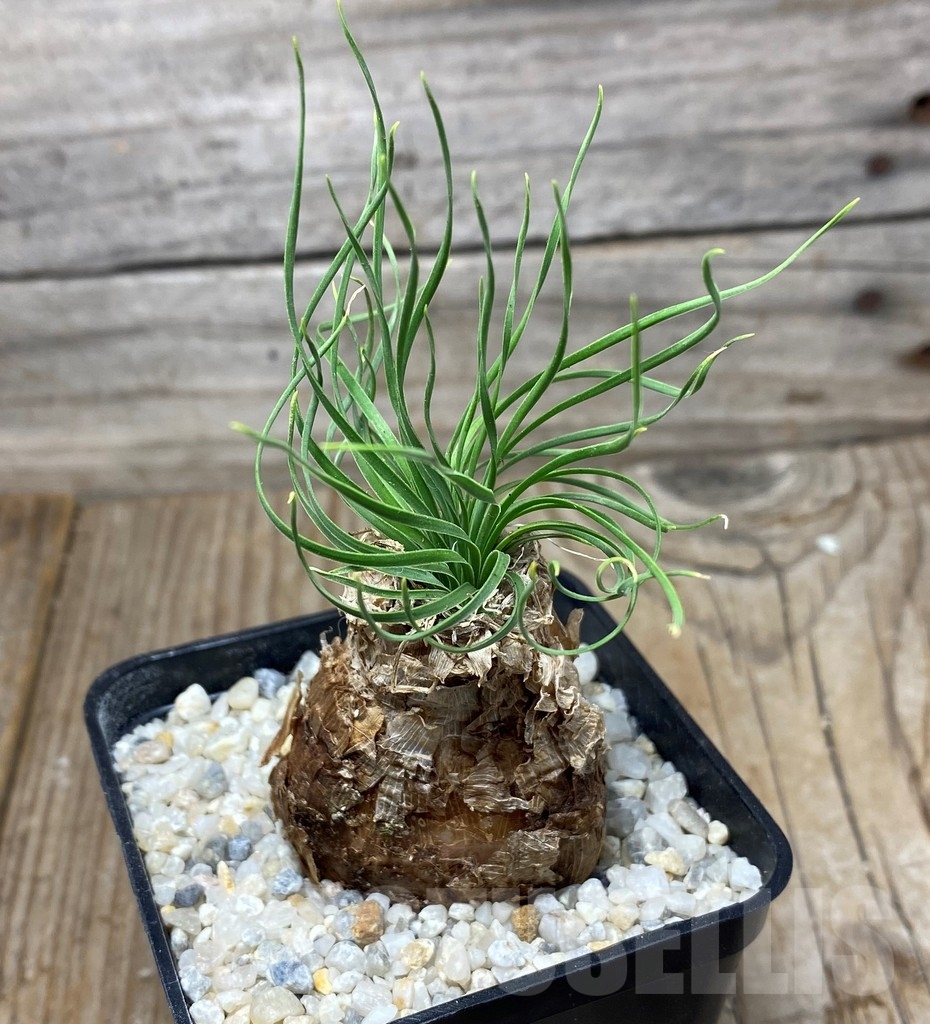 SHPR13283 Ledebouria leptophylla - 画像 (2)