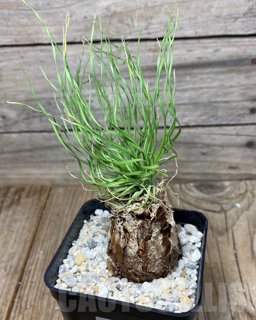 SHPR13284 Ledebouria leptophylla