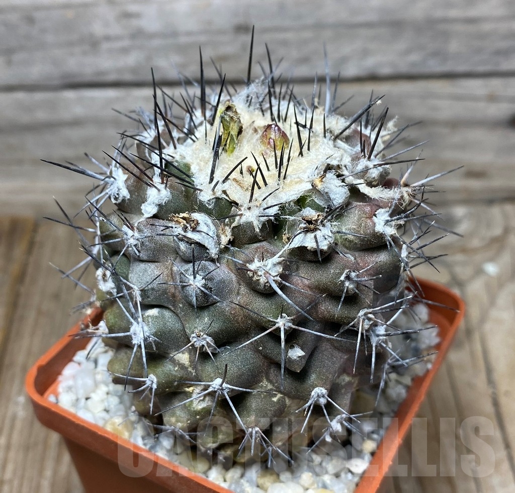 SHPR13288 Copiapoa humilis