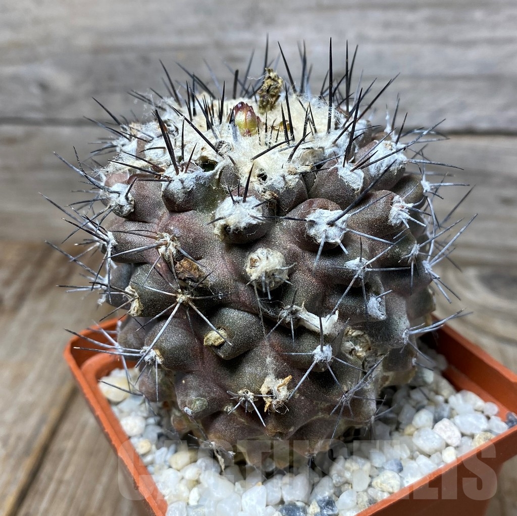 SHPR13288 Copiapoa humilis – Image 2