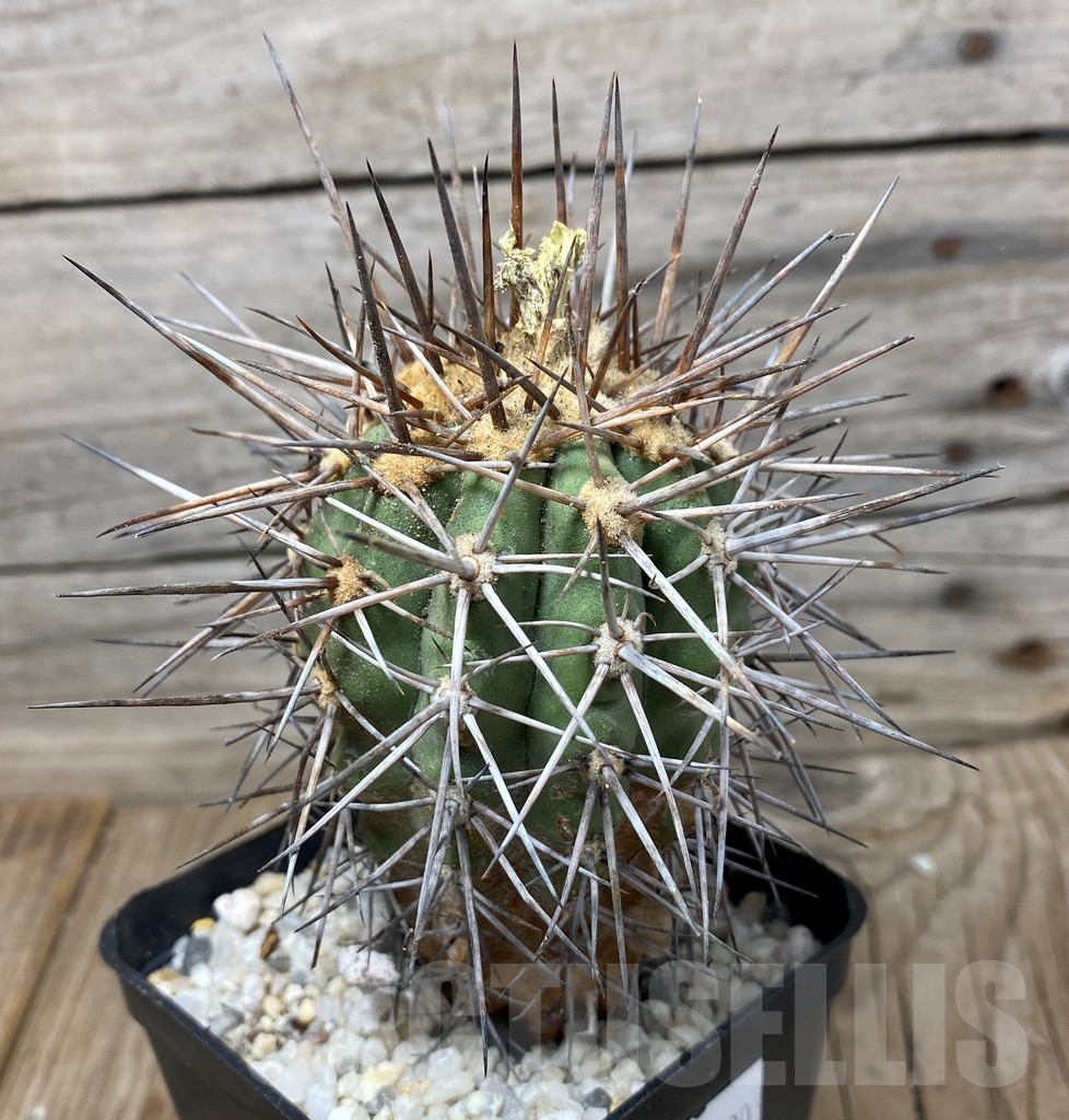 SHPR13290 Copiapoa marginata