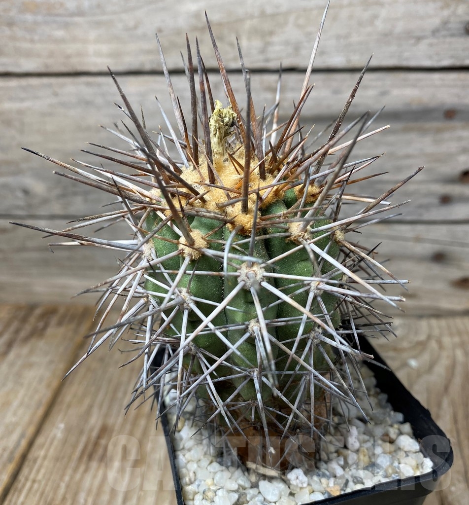 SHPR13290 Copiapoa marginata - Image 2