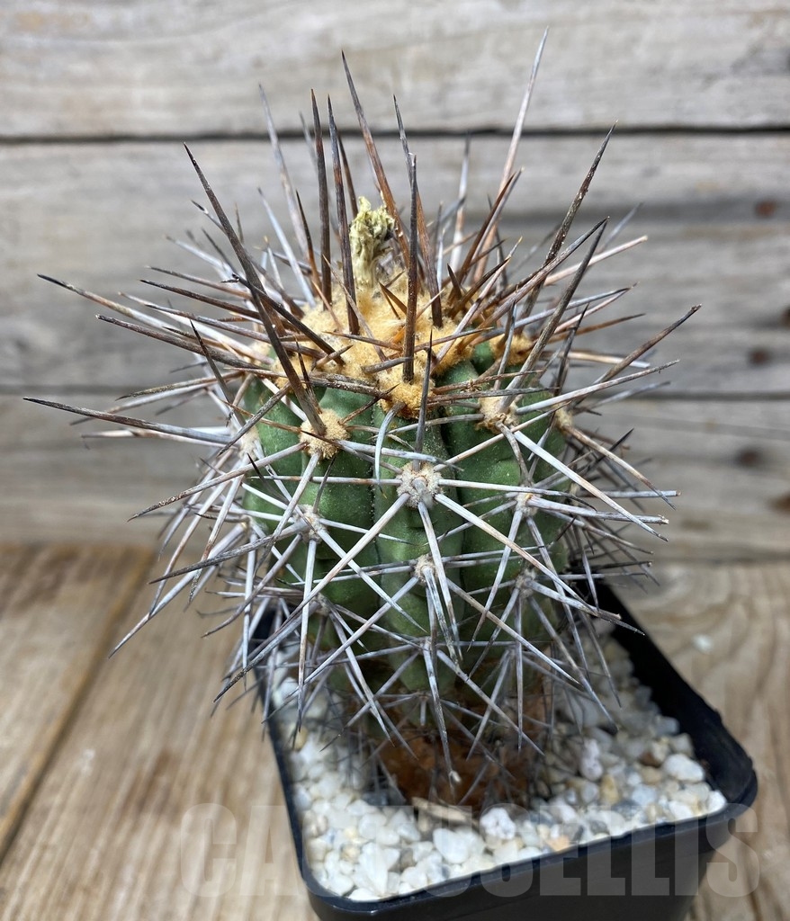 SHPR13290 Copiapoa marginata - Image 3