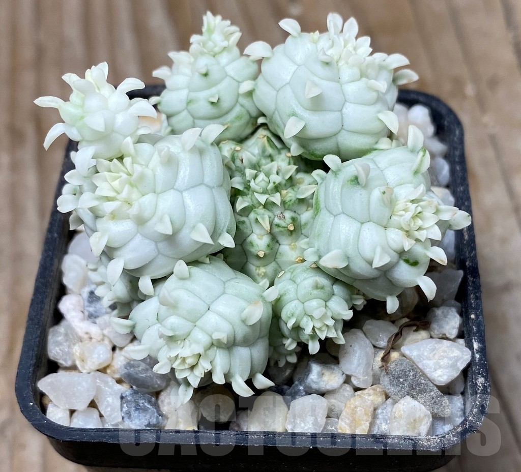 SHPR13294 Euphorbia mammillaris f. variegata