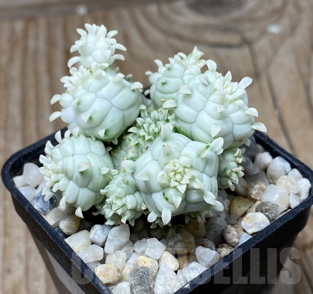 SHPR13294 Euphorbia mammillaris f. variegata - Image 2