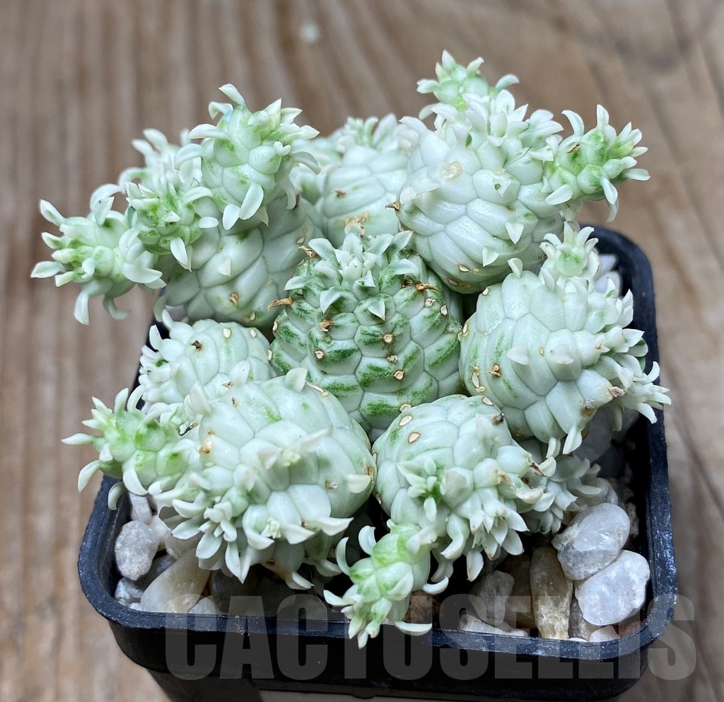 SHPR13295 Euphorbia mammillaris f. variegata