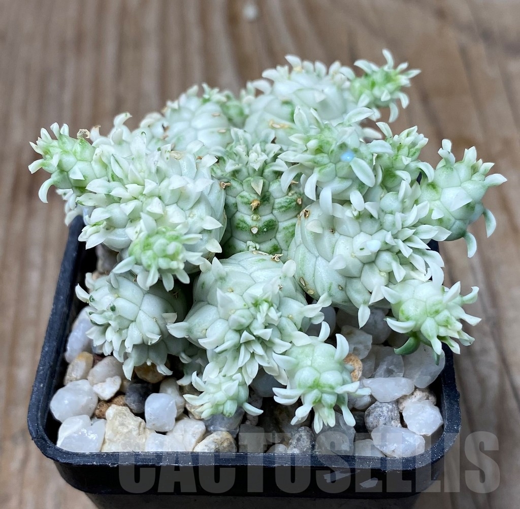 SHPR13295 Euphorbia mammillaris f. variegata - Image 2