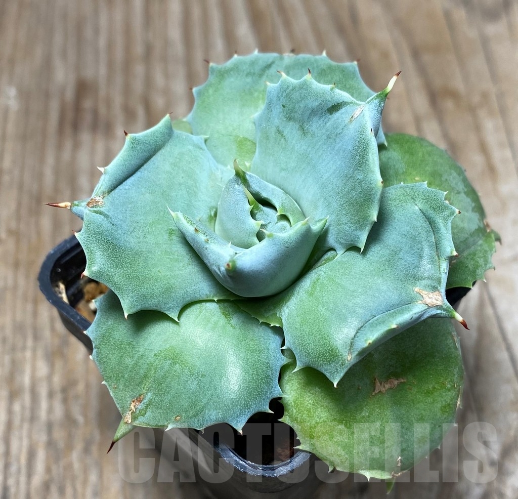 SHPR13296 Agave Isthmensis