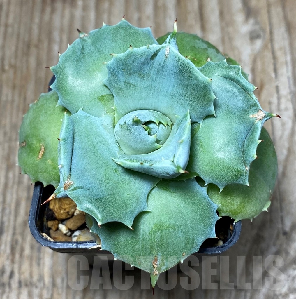 SHPR13296 Agave Isthmensis - Image 2