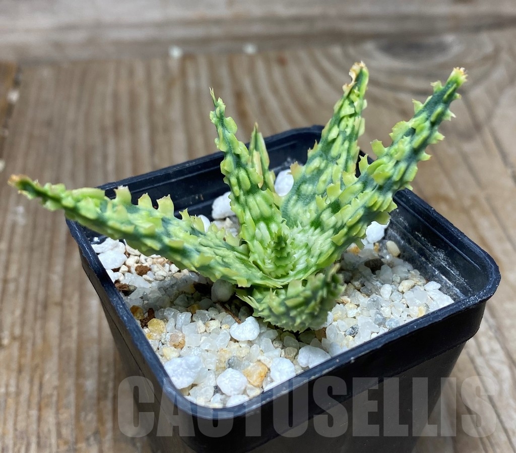 SHPR13298 Aloe hybrid -Thailand- - immagine 2