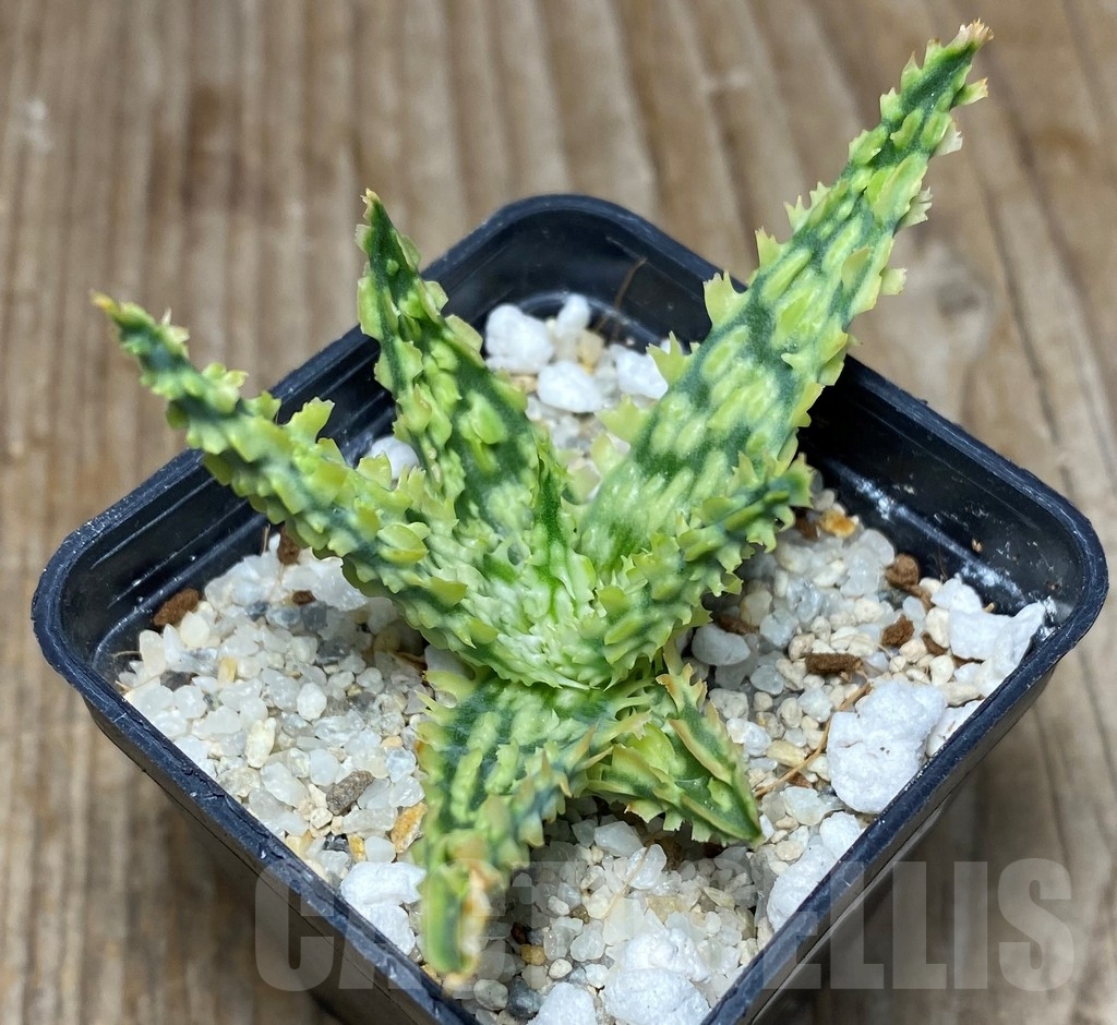 SHPR13298 Aloe hybrid -Thailand-