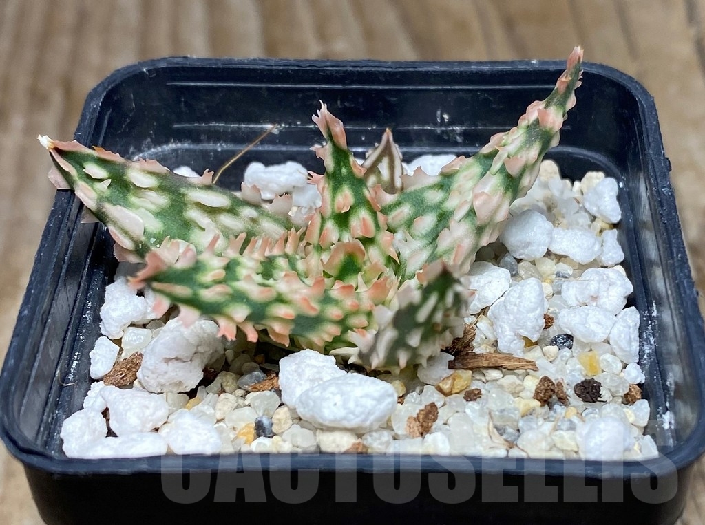 SHPR13300 Aloe hybrid -Thailand- - Imagen 2