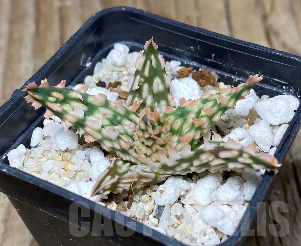 SHPR13300 Aloe hybrid -Thailand-