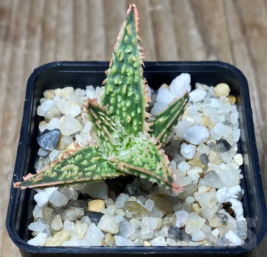 SHPR13302 Aloe hybrid -Thailand- - Image 2