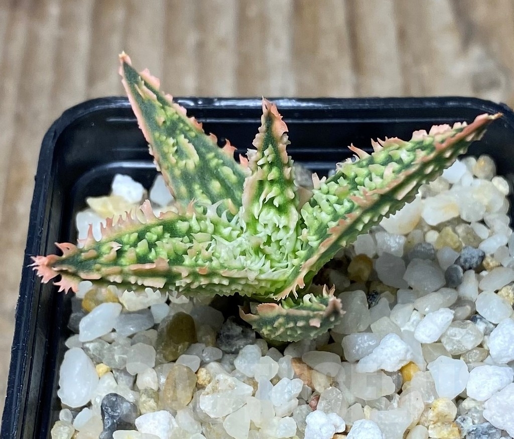 SHPR13302 Aloe hybrid -Thailand-